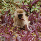 Illustration for article titled Out of Africa. Monkey Business.